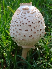 Fungi