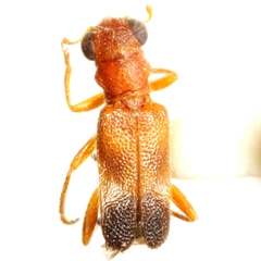 Phyllobaenus knausii