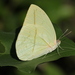 Straight-lined Sulphur - Photo (c) Alberto González-Gallina, some rights reserved (CC BY-NC), uploaded by Alberto González-Gallina