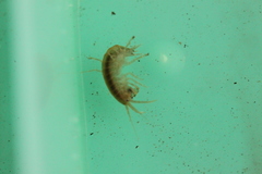 Gammarus lacustris