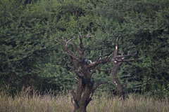 Halcyon smyrnensis