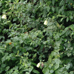 Hibiscus diversifolius