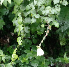 Hibiscus diversifolius