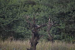 Merops orientalis