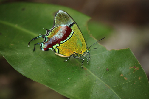 Regal Hairstreak