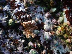 Phorbas ferrugineus