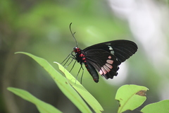 Parides iphidamas
