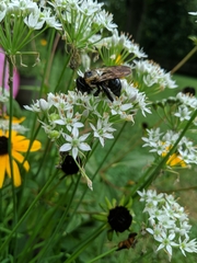 Xylocopa virginica