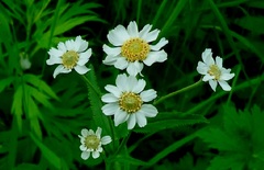 Achillea ptarmica macrocephala