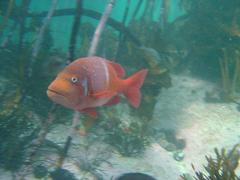 Chrysoblephus laticeps