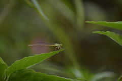 Ceriagrion coromandelianum
