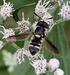 Hoplitimyia constans