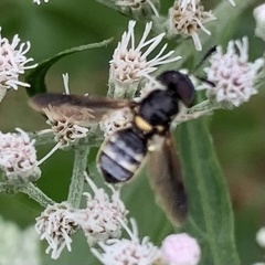 Hoplitimyia constans