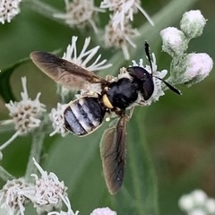 Hoplitimyia constans