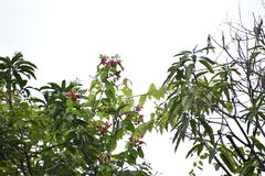 Angiospermae