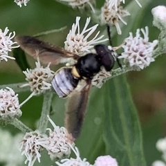 Hoplitimyia constans