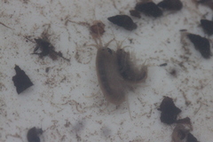 Gammarus lacustris