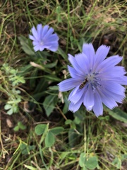 Cichorium intybus