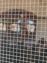 Leptoglossus clypealis