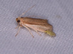 Tampa dimediatella