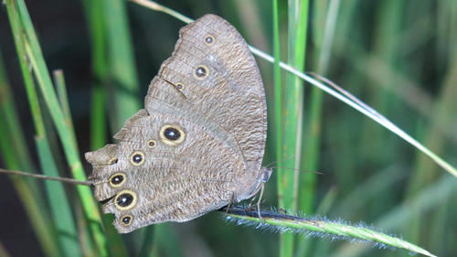 Photo of Common Evening Brown (Melanitis leda)