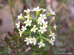 Platysace