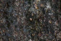 Araneae