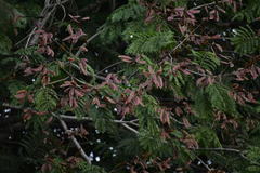 Magnoliopsida