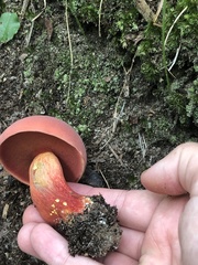 Boletus carminiporus