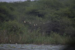 Ploceus philippinus