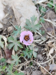 Modiolastrum gilliesii