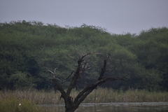 Dicrurus macrocercus