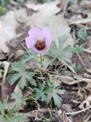 Modiolastrum gilliesii