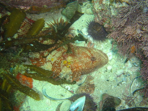 Clinus robustus