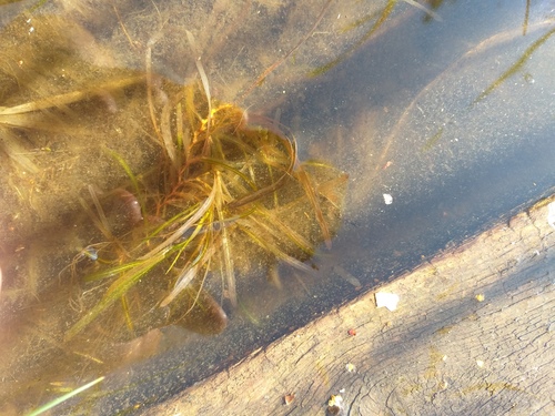 Sharp-leaved pondweed (Potamogeton acutifolius)