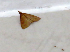 Choristostigma