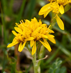 Jacobaea carniolica