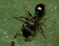 Procryptocerus