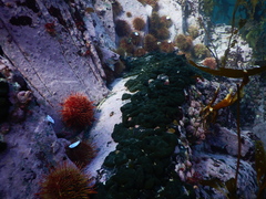 Codium subantarcticum