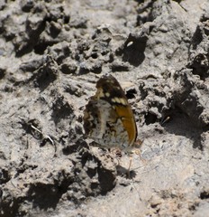 Anthanassa texana seminole