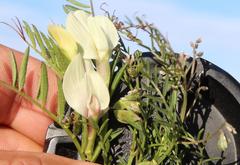 Vicia lutea lutea