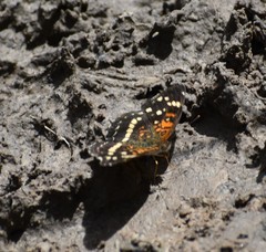 Anthanassa texana seminole