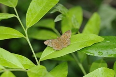Pseudocoladenia dan