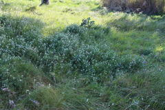 Vicia lutea lutea