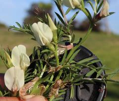 Vicia lutea lutea