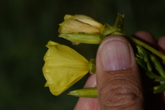 Oenothera pycnocarpa