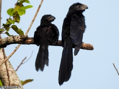 Groove-Billed Ani photo 2
