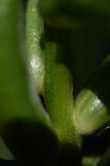 Oenothera pycnocarpa