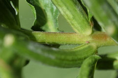 Oenothera pycnocarpa