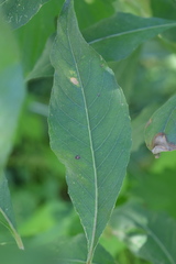 Oenothera pycnocarpa